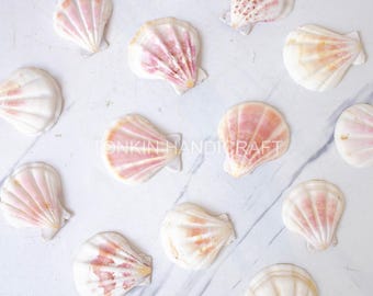 ピンクホタテ貝、天然貝殻 - Ark Clam Shells - クラフト用品 - Etsy 日本