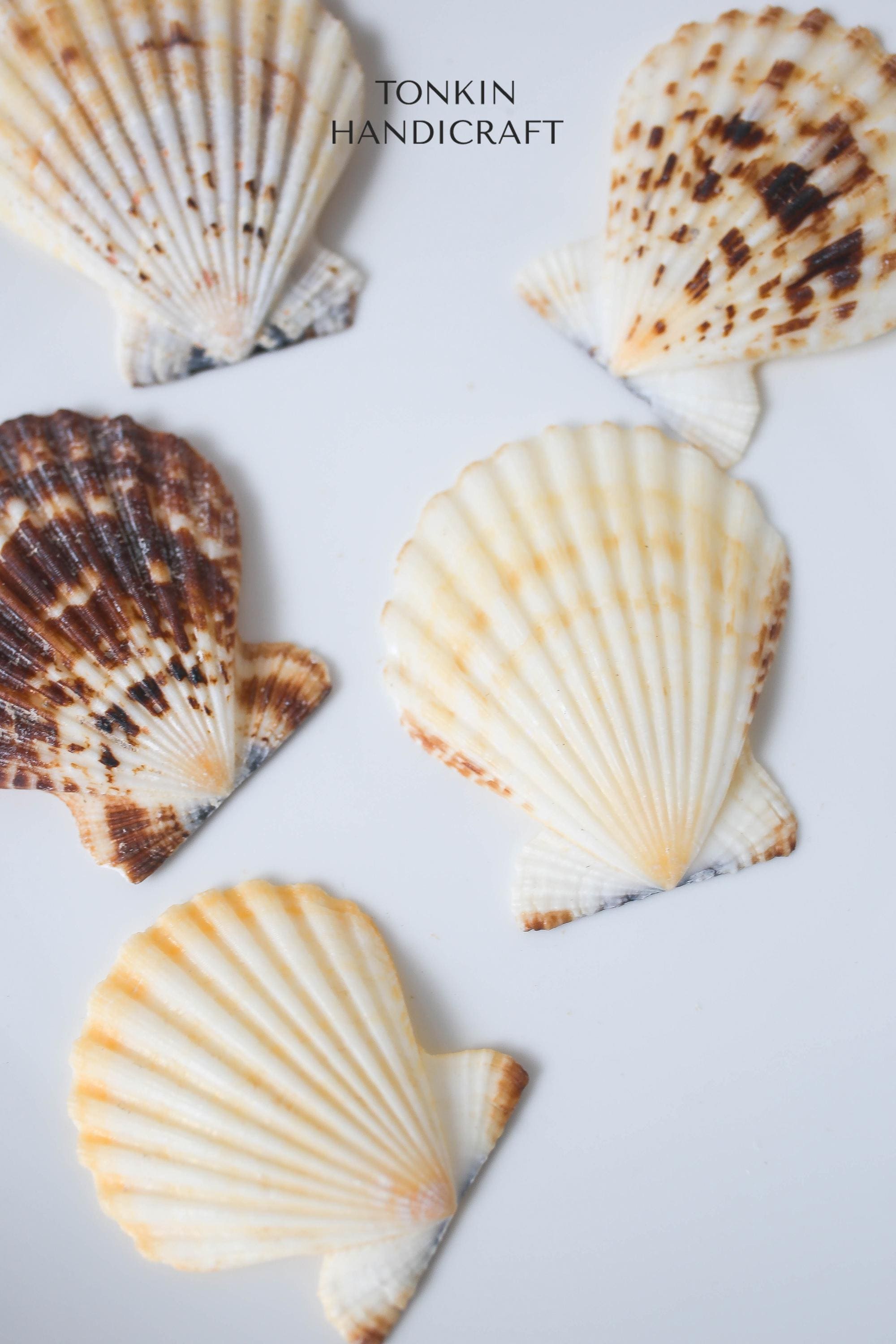 Bulk Natural Scallop Shells Craft,tropical Seashells, DIY Craft Shells ...