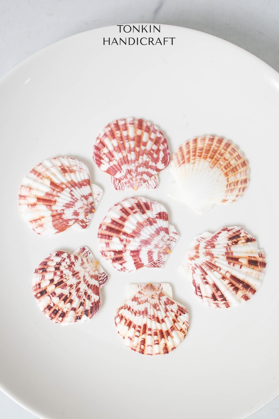 Bulk Natural Scallop Shells Craft,tropical Seashells, DIY Craft Shells ...