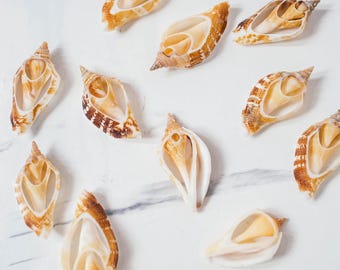 Bulk Center Cut Seashell Slices, Tropical Seashell, DIY Craft Shells, Craft Shells, Beach Wedding Decor, Coastal Boho Decor, Seashell Supply