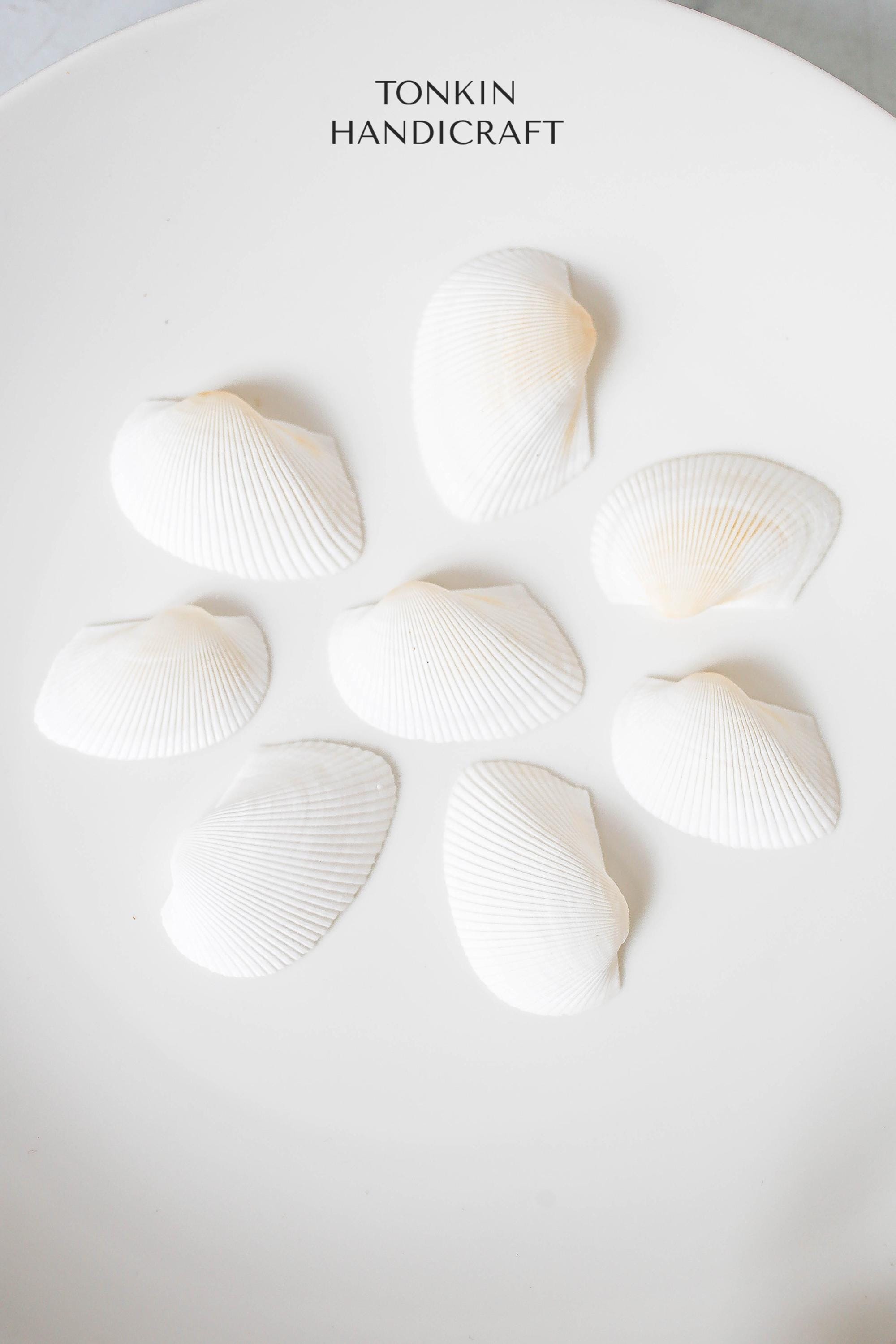 Bulk White Cockle Shells Craft, Tropical Seashells, DIY Craft Shells ...