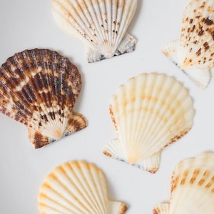 Bulk Natural Scallop Shells Craft,Tropical Seashells, DIY Craft Shells, Craft Shells,Beach Wedding Decor, Coastal Boho Decor,Seashell Supply