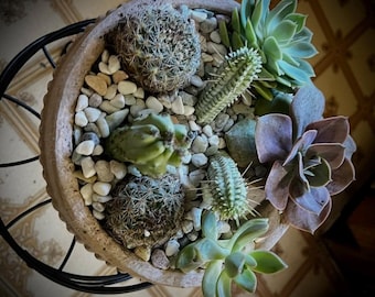 Jardines de cactus