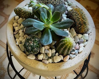 Cacti Gardens