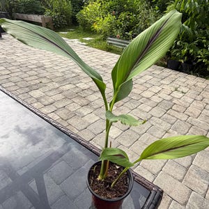 May include: A potted plant featuring long, pointed, light green leaves with prominent dark purple midribs. The plant has several upright stems emerging from dark soil contained within a simple, dark-colored plastic nursery pot.