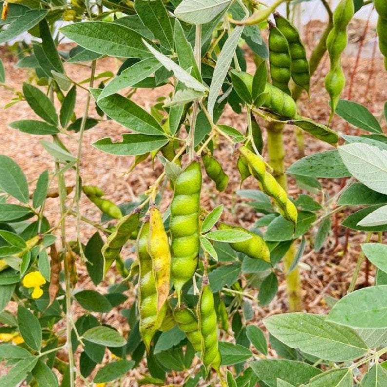 Pigeon Peas cajanus Cajan Gungo Peas 30 Seeds Organically Etsy