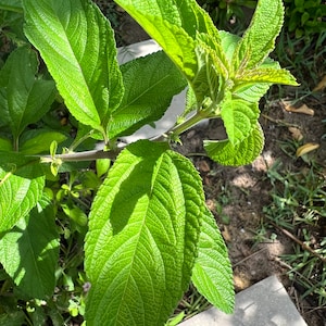Lippia Alba Oaxaca Lemon Verbena 4 Cuttings ( NOT ROOTED)Juanilama