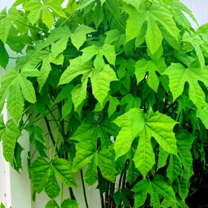 Chaya Tree Spinach: 6 Fresh Stem Cuttings (Not Rooted)