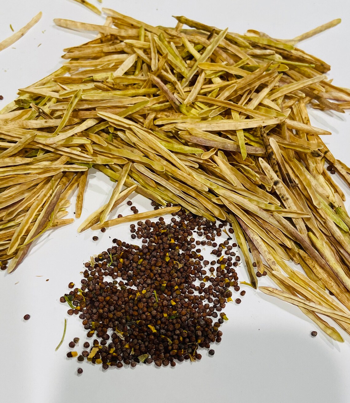 Organic 200 Ethiopian Kale Seeds Abyssinian Mustard Etsy