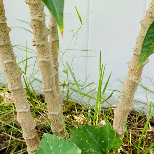 3 Organic Cassava Yuca  Cuttings
