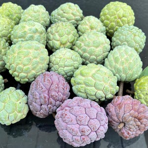 Sugar Apple SweetSop 12 Seeds ( Green )Organically Grown
