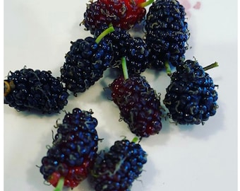 4 Dwarf Everbearing Black Mulberry Tree Morus nigra Cuttings . NOT ROOTED