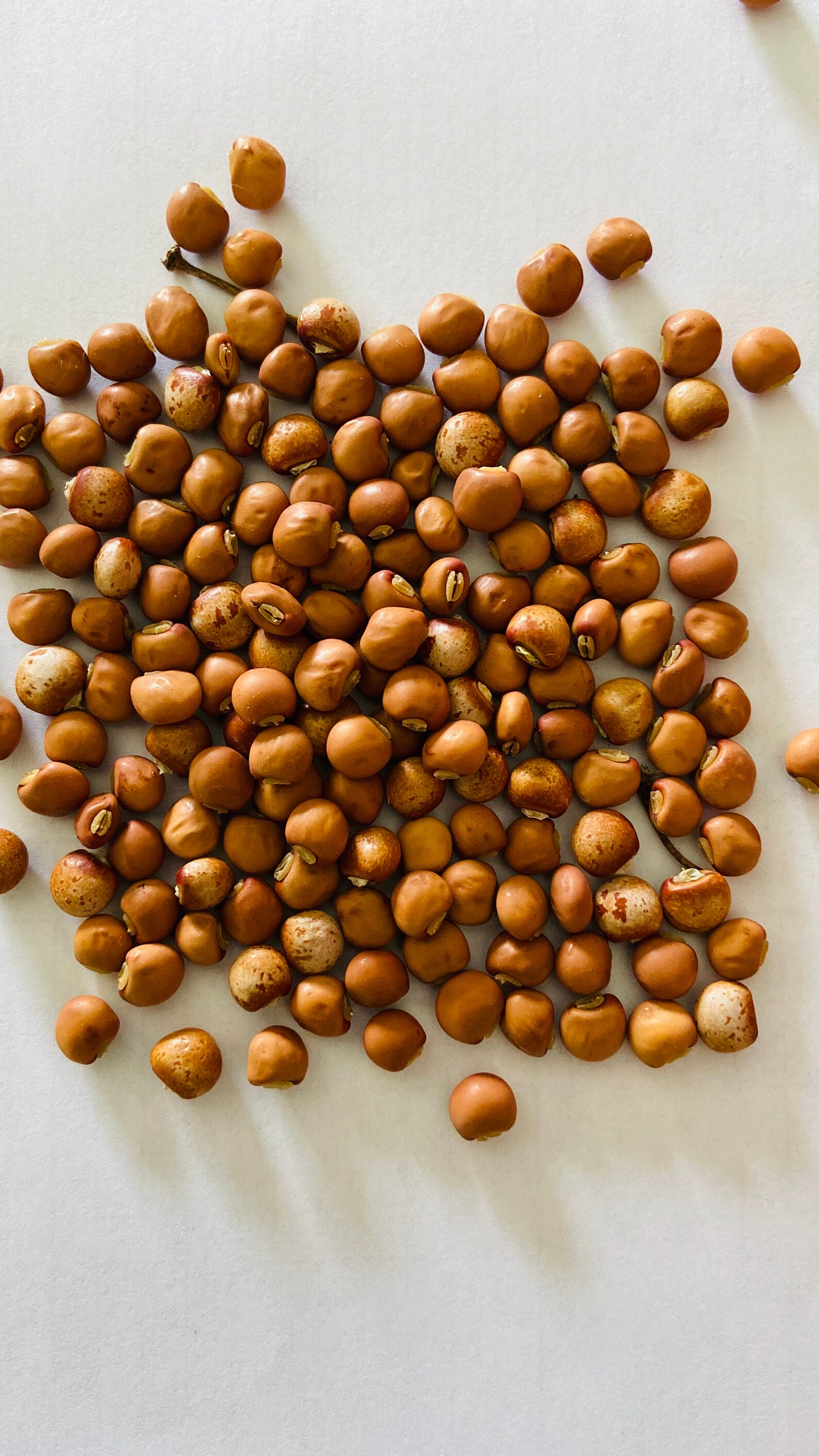 Pigeon Peas cajanus Cajan Gungo Peas 30 Seeds Organically Etsy