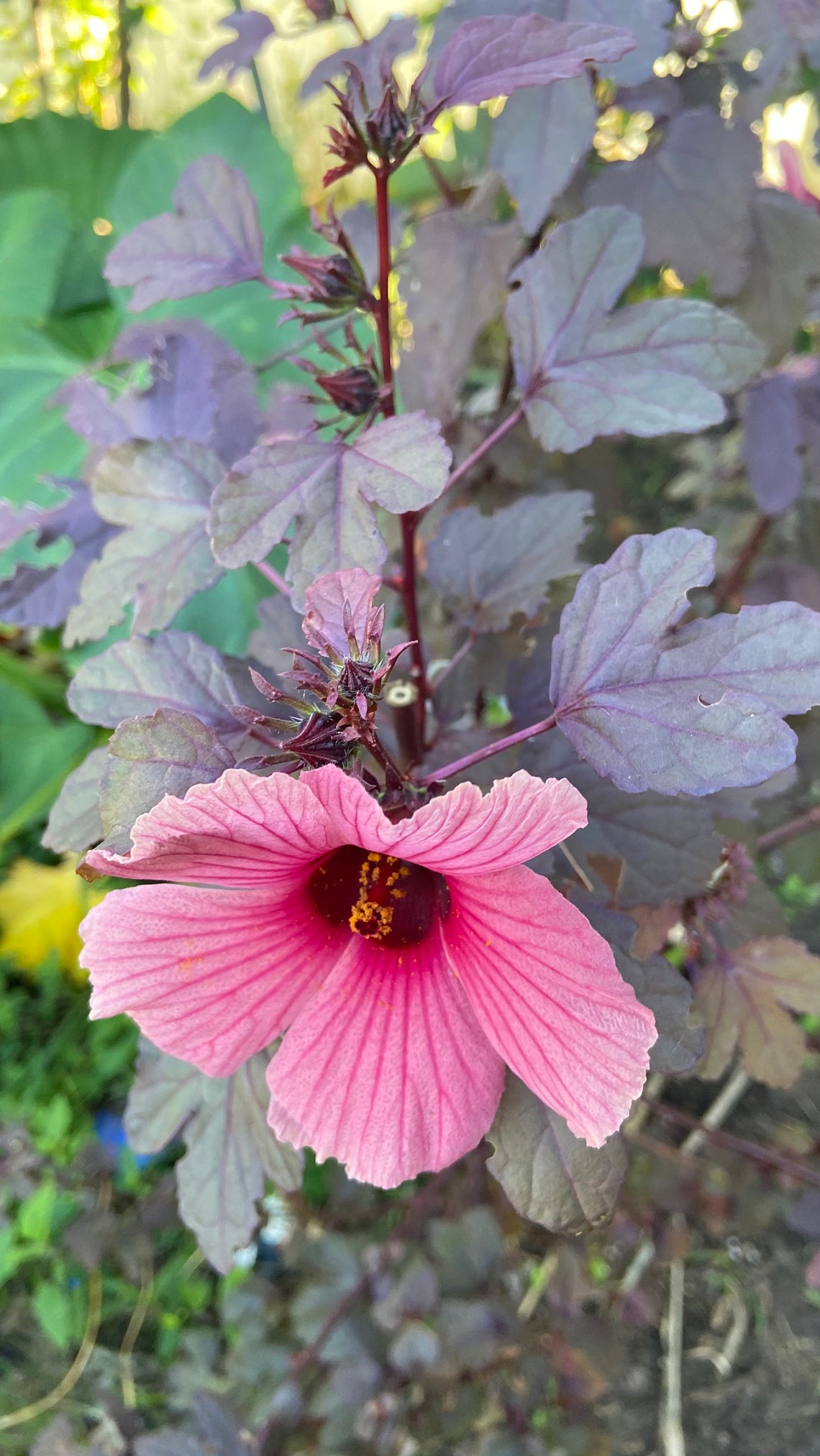 Cranberry Hibiscus Seeds False Roselle African Rose Mallow Etsy