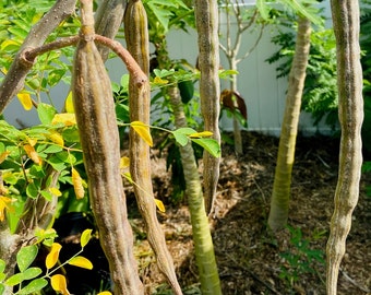 Moringa oleifera 20 seeds Organically grown