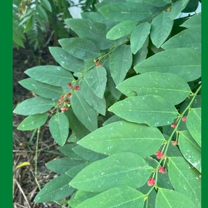 4 Katuk Cuttings: Sweet Leaf Vegetable - Ships from Florida