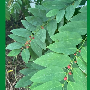 4 Katuk Cuttings - FREE SHIPPING