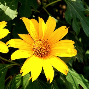 Mexican Sunflower (Tithonia Diversifolia) 3 Cuttings Tree marigold, Japanese sunflower, Mexican tournesol