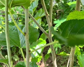 MAUI Mulberry 4 cuttings -Maui Mulberry – Organically  Grown FREE SHIPPING