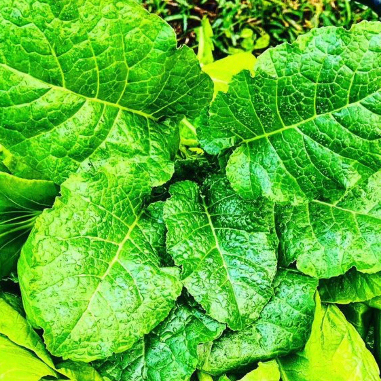 Organic 200 Ethiopian Kale Seeds Abyssinian Mustard Etsy