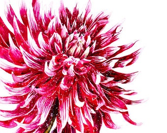 Dahlia Art Print Red and White Dahlia Floral Watercolor Painting Garden Summer Flowers Crimson Dahlia Gardening Red Flower Nature Botanical