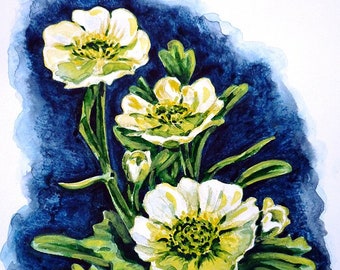 Alpine Ranunculus Buttercups Original Watercolor Painting White Green Blue Floral Wall Art Garden Flowers Nature Flower Botanical Spring Art