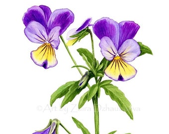 Wild Pansies Wall Art print Watercolor Botanical illustration Violas Johnny Jump Up Flowers Farmhouse Decor Birthday Thanksgiving Rustic Art