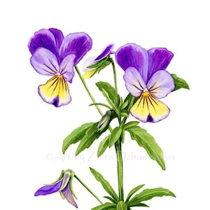 Wild Pansies Wall Art print Watercolor Botanical illustration Violas Johnny Jump Up Flowers Farmhouse Decor Birthday Thanksgiving Rustic Art