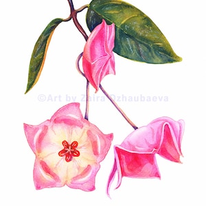 Hoya Patella Pink Original Aquarell Malerei Hoya Kunst Blumen Blumen Wand Dekor Seltene Hoya Pflanze Hoya Liebhaber Geschenk Hoya Valentinstag Geschenke