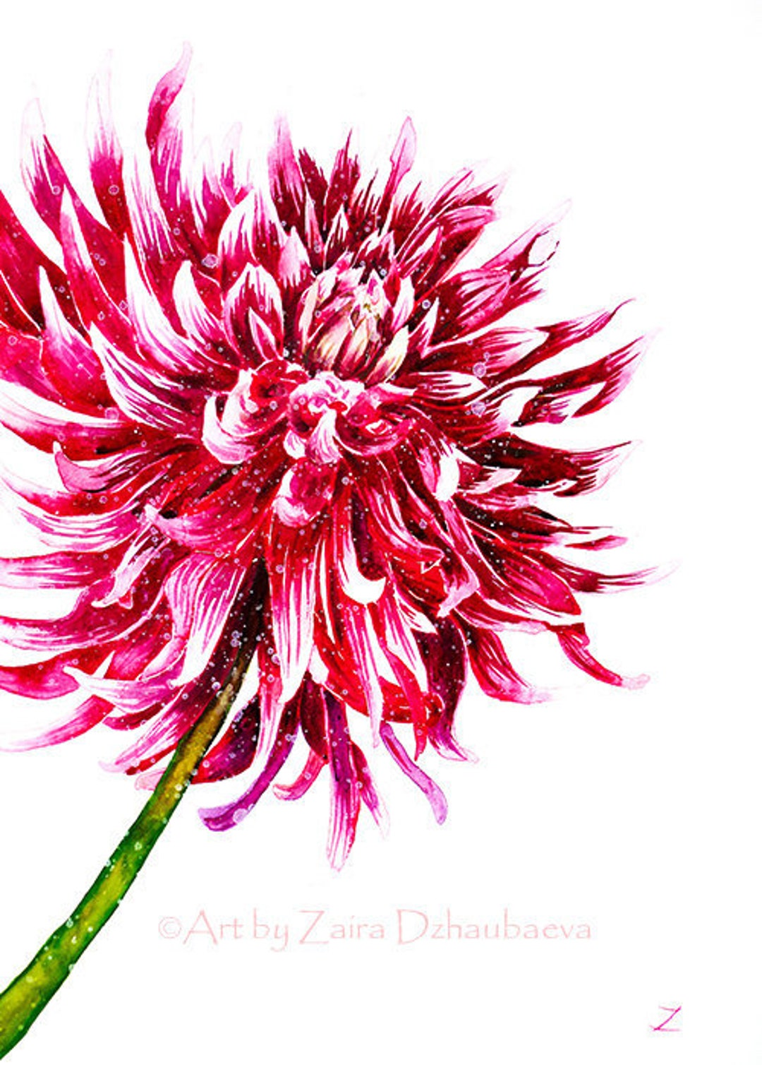 ダリアアートプリント 赤と白のダリアの花の水彩画 庭 夏の花 深紅の