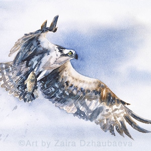 Dipinto ad acquerello originale Falco pescatore volante Falco pescatore Uccello rapace Fauna selvatica Falco con pesce che cattura pesce Rapace Seattle Seahawks