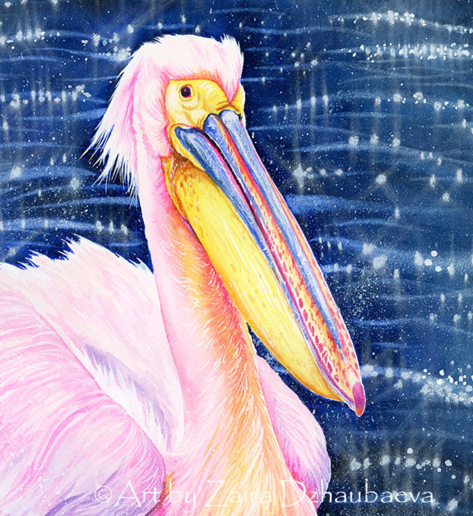 Pelican fine art print rosy pelican pink pelican white Etsy
