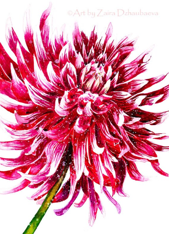 ダリアアートプリント 赤と白のダリアの花の水彩画 庭 夏の花 深紅の