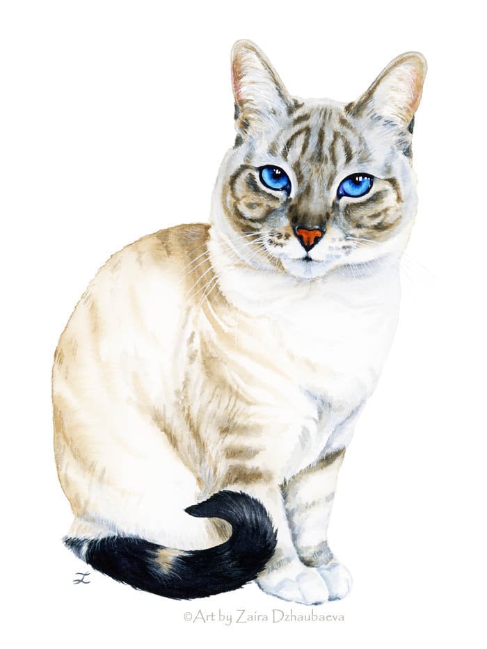 Blue lynx hotsell siamese cat