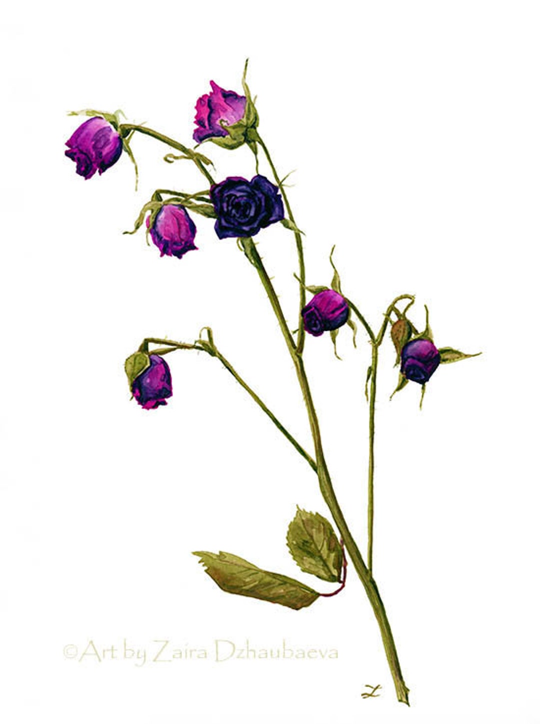 Dry Spray Roses Art Print Rose Floral Watercolor Painting Flowers Small