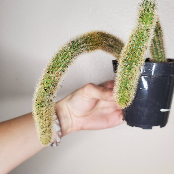 Home & Living Plants Super Cute mini Set of 2 GOLDEN RAT Tails ...