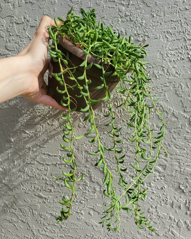 String of Bananas / Fishhooks Plant Etsy