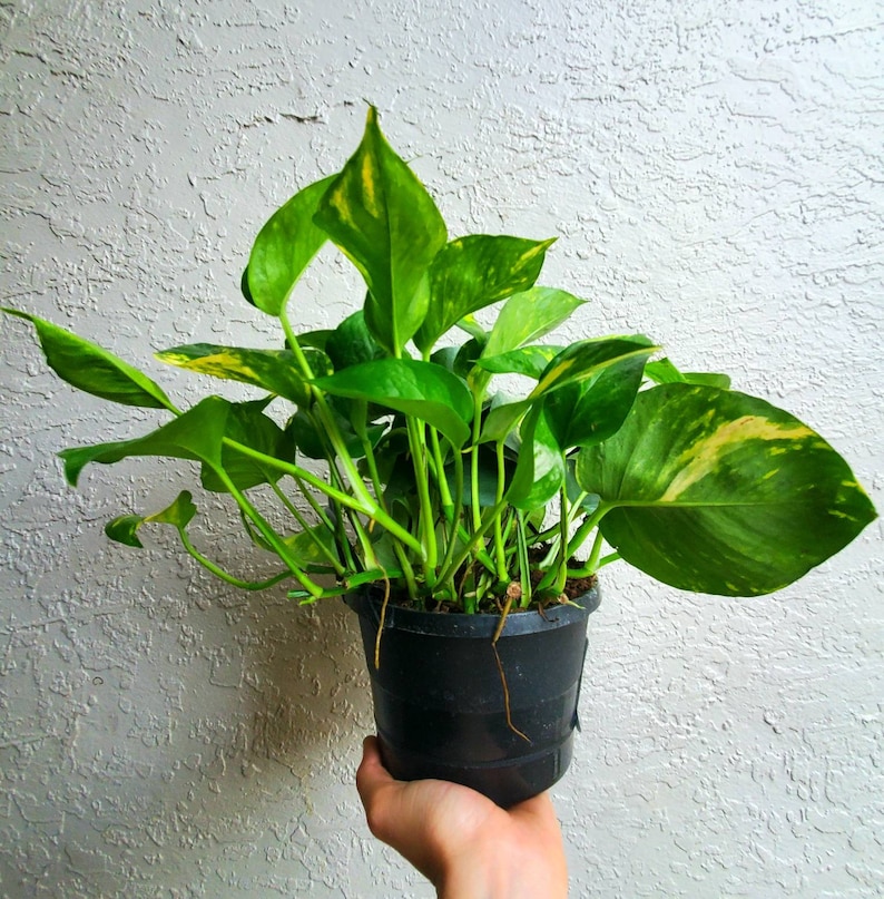 Golden Pothos Plant Large Etsy