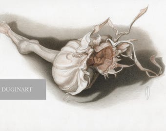 THE GARLIC - original graphic work by Andrej Dugin