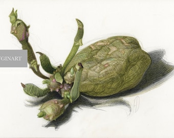 THE POTATO - original graphic work by Andrej Dugin