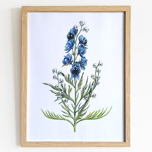 Aconitum | Kunstdruck | Hexenkunst | Poster | Wanddekoration