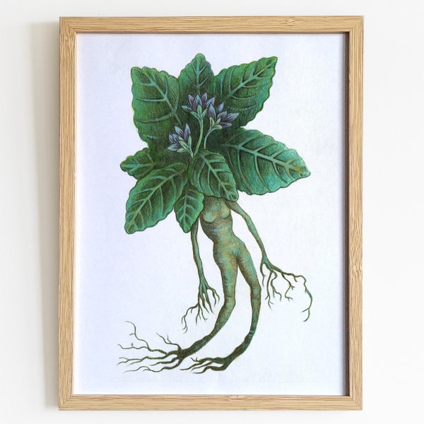 Brown mandrake | art print