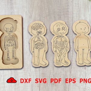 wooden Body parts for kids laser cut / wooden body  anatomy Digital Dxf File Glowforge/Human Anatomy SVG puzzle /Human body parts paper cut