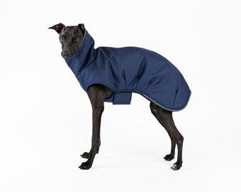May include: A black Italian Greyhound wearing a blue dog coat. The coat has a high collar and is quilted.