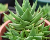 LIVE PLANT - Aloe Brevifolia Succulent in 3 quot pot (Grown in the UK) Health l House Plant l Air Purifying l Aloe Collectors