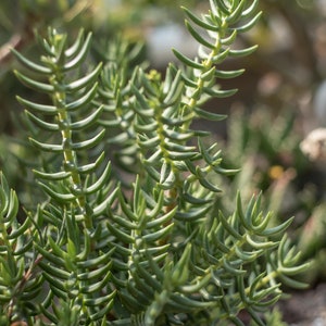 May include: A close-up of a green succulent plant with long, thin leaves. The plant is growing in a pot and has a natural, organic look.