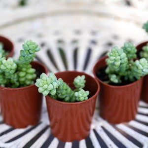 Sedum Morganianum 'Burrito' - Well rooted UK grown succulents - Trailing / Creeping Succulent - Houseplant Burrow Tail