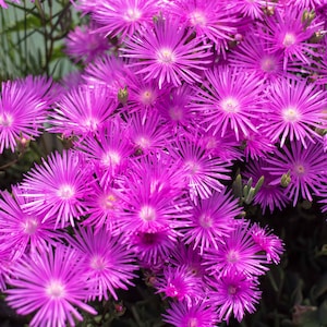 May include: A close-up of a cluster of vibrant pink flowers with multiple layers of petals. The flowers are densely packed together, creating a beautiful and colourful display.