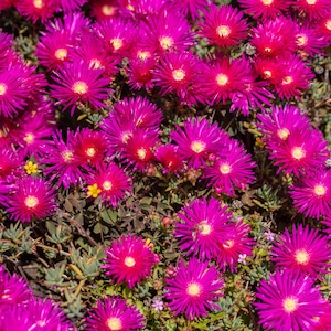 May include: A close-up shot of a bed of vibrant pink flowers. The flowers have many petals and are in full bloom. The flowers are growing in a garden setting.