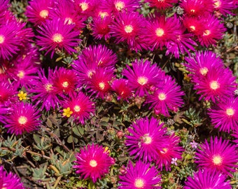 Magenta Lampranthus - Bright Pink Drought Tolerant Ice Plants - Neon - Coastal Hardy - Trailing - Outdoor Succulent